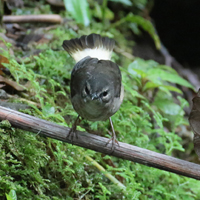 Buff-rumped Warbler